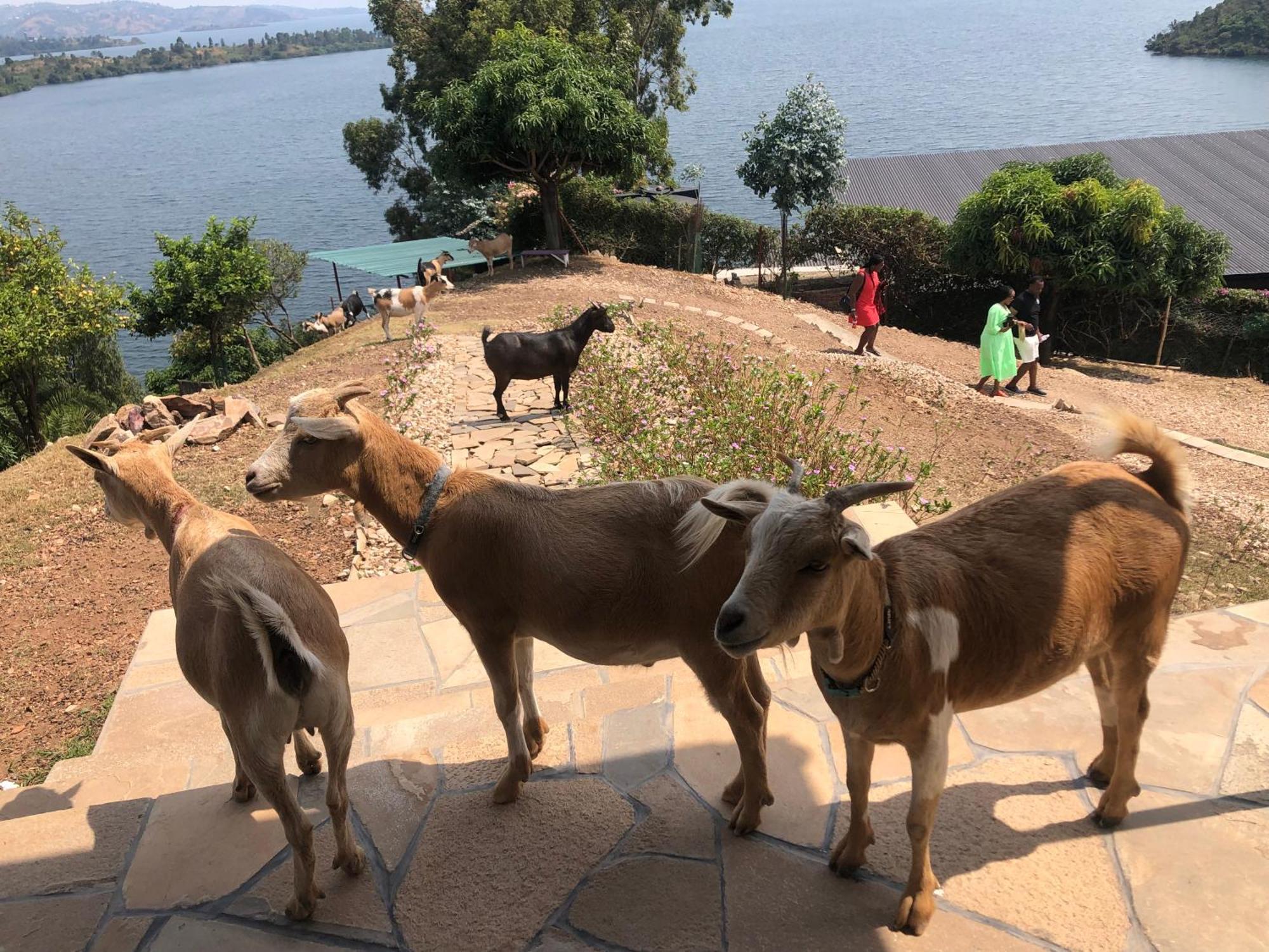 Amazi Land Home And Farm Stay Kibuye المظهر الخارجي الصورة