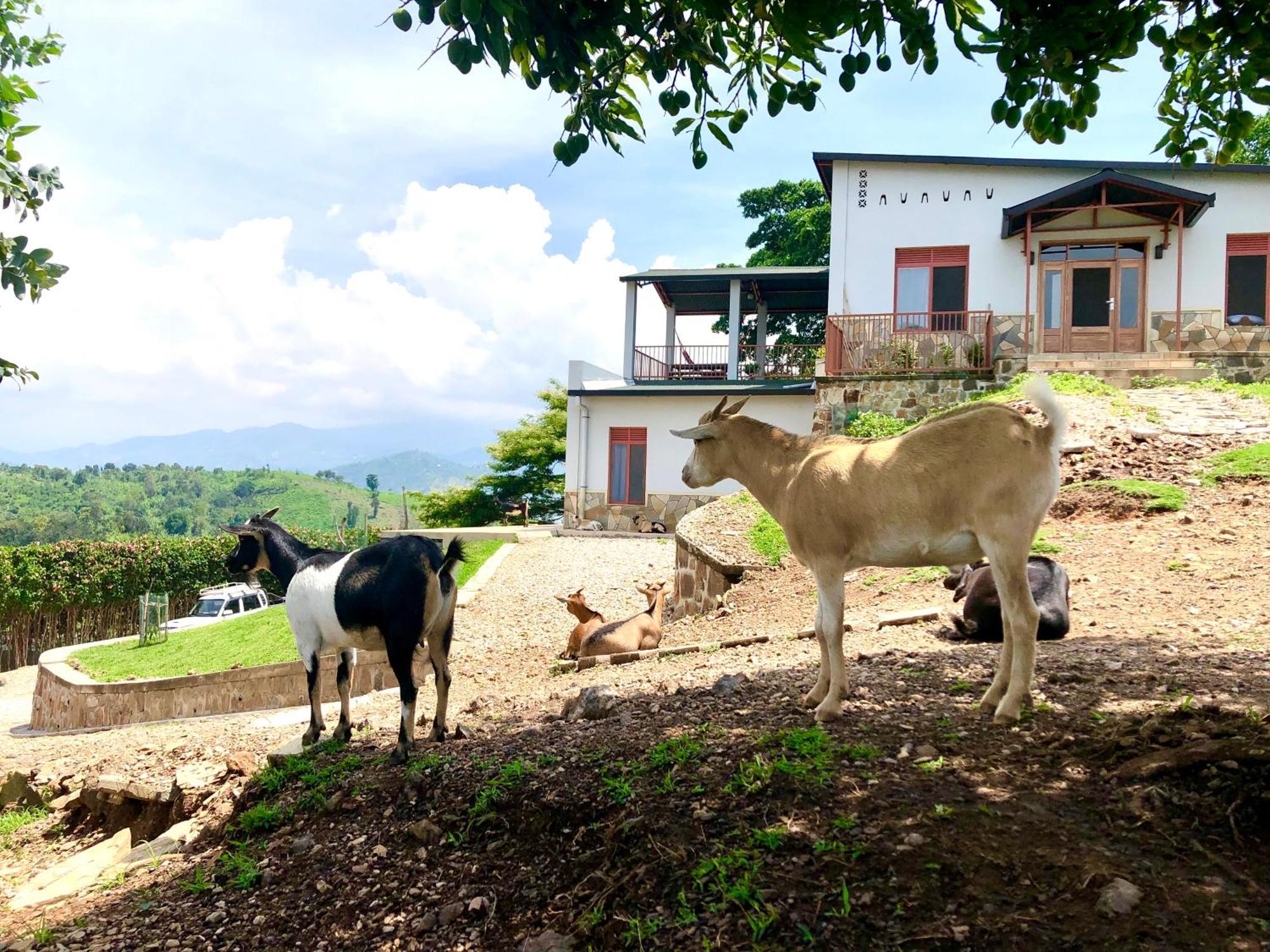 Amazi Land Home And Farm Stay Kibuye المظهر الخارجي الصورة